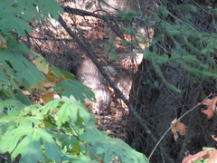 Lontra canadensis