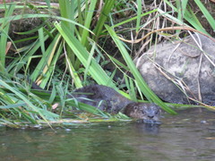Lontra canadensis