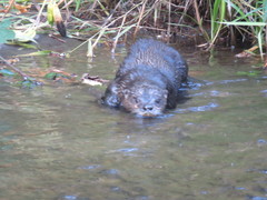 Lontra canadensis