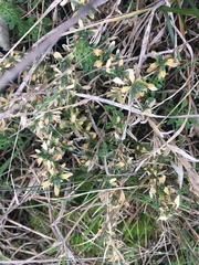 Cerastium arvense strictum