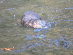 Lontra canadensis