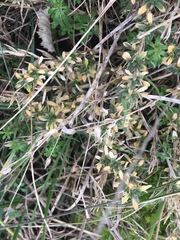 Cerastium arvense strictum