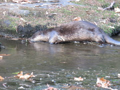 Lontra canadensis