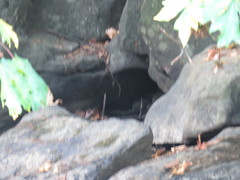 Lontra canadensis