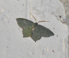 Chloropteryx nordicaria