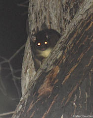 Pseudocheirus occidentalis