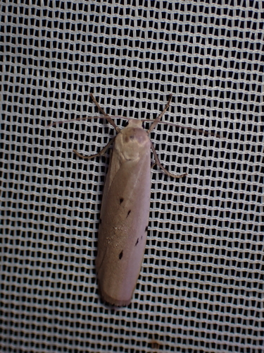 Dotted Footman, Schiermonnikoog, Netherlands, photo 6 of 10