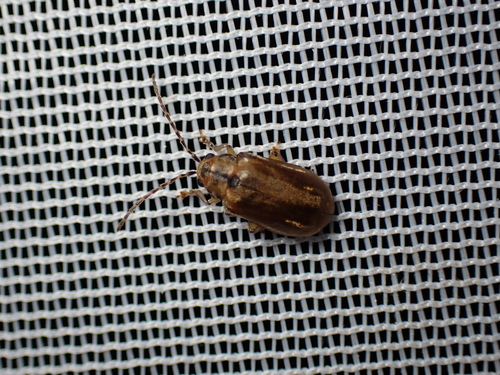 Viburnum Leaf Beetle, Schiermonnikoog, Netherlands, photo 8 of 10