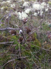 Camassia leichtlinii