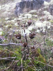 Camassia leichtlinii