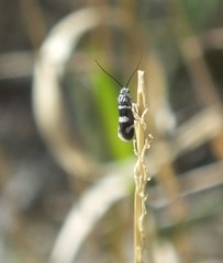 Adeloidea