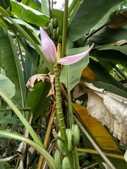 Musa ornata