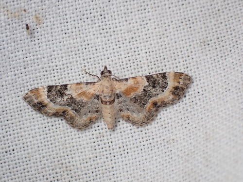 Toadflax Pug, Schiermonnikoog, Netherlands, photo 7 of 10