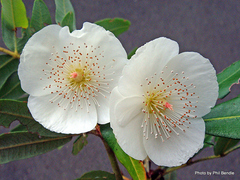 Eucryphia moorei