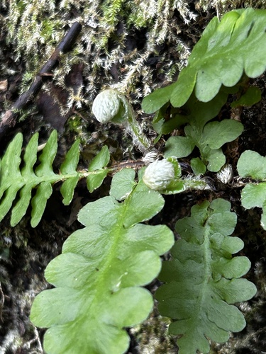 Asplenium cordatum (Asplenium cordatum)