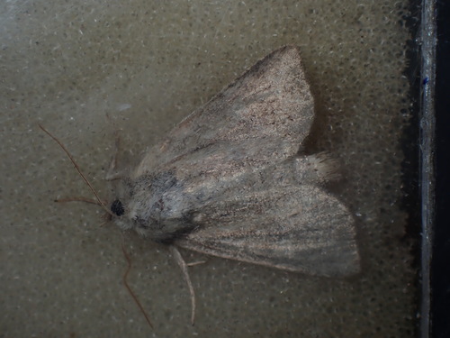 Mere Wainscot, Schiermonnikoog, Netherlands, photo 9 of 10
