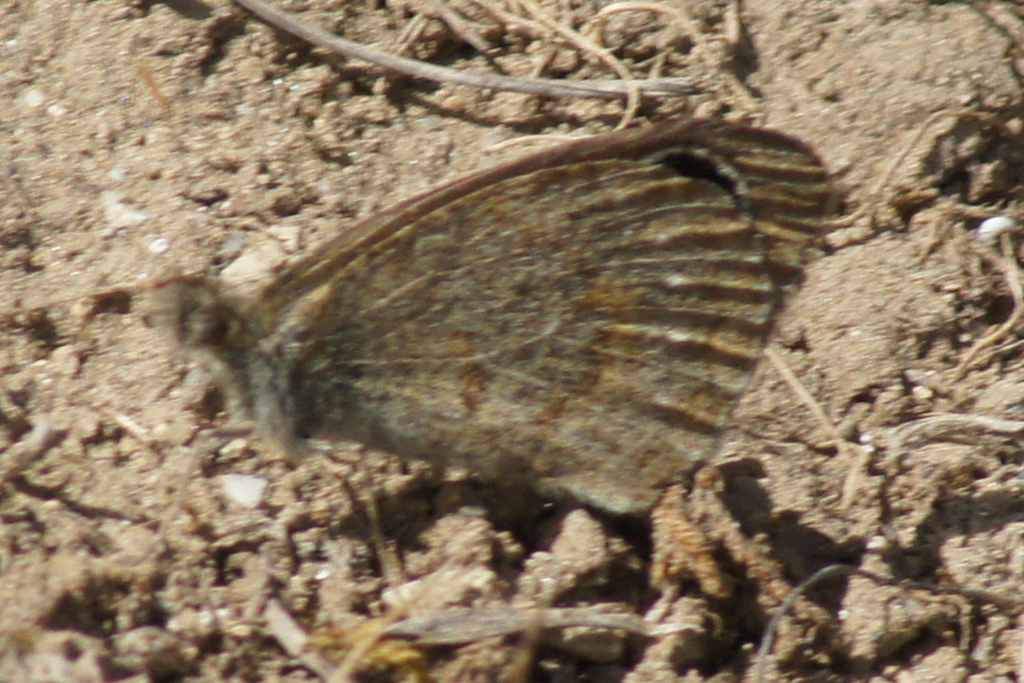 Argestina