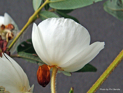 Eucryphia moorei