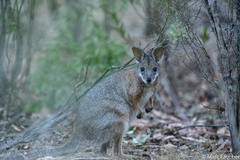 Notamacropus eugenii