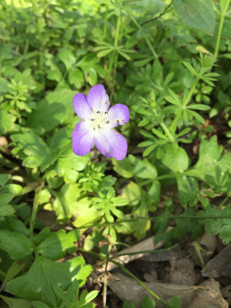 Texas baby blue eyes from Goliad State Park & Historic Site, Goliad, TX