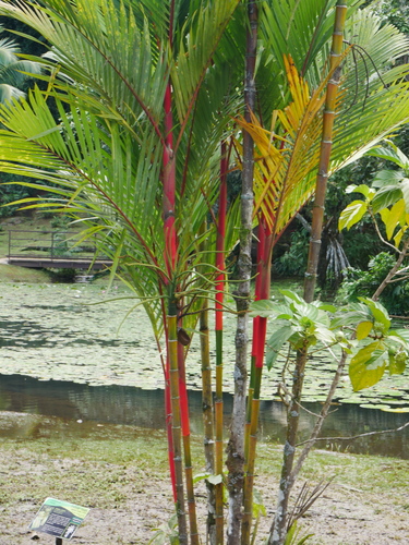 Cyrtostachys renda iNat (1)