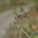 Sympetrum arenicolor - Photo (c) anonymous, some rights reserved (CC BY)