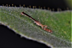 Bactrodes spinulosus