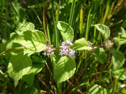 Mentha arvensis