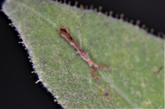 Bactrodes spinulosus