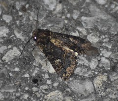 Condica albigera