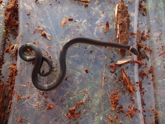 Diadophis punctatus punctatus