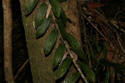 Image of Freycinetia scandens by (c) Greg Tasney, some rights reserved (CC BY-SA)