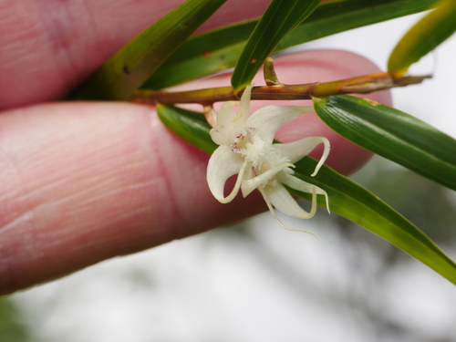 Dendrobium biflorum observed 2023-07-22