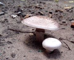 Agaricus