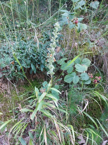 Image of Woolly Foxglove (Digitalis lanata) by (c) Salza Palpurina, some rights reserved (CC BY)