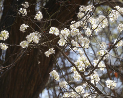 Prunus rivularis