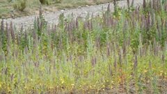 Chenopodium quinoa