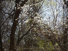 Prunus rivularis
