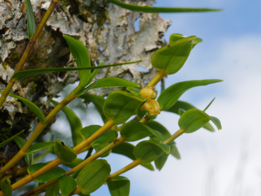 Dendrobium involutum Lindl.