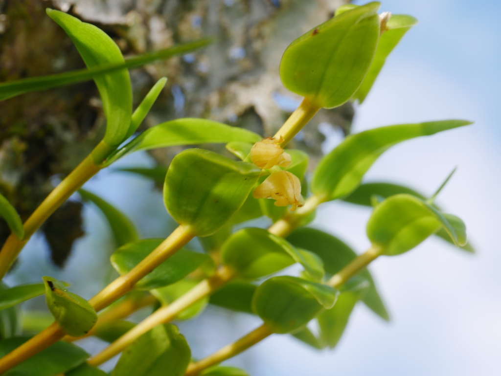 Dendrobium involutum Lindl. 2