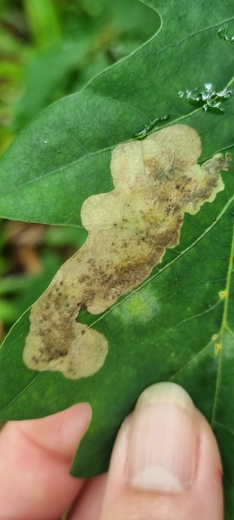 Oak Mining Sawfly