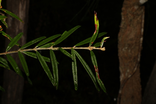 Image of Oxylobium robustum by (c) Greg Tasney, some rights reserved (CC BY-SA)