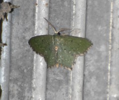 Chloropteryx nordicaria