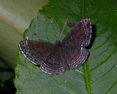 Riodinini