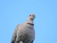 Streptopelia decaocto