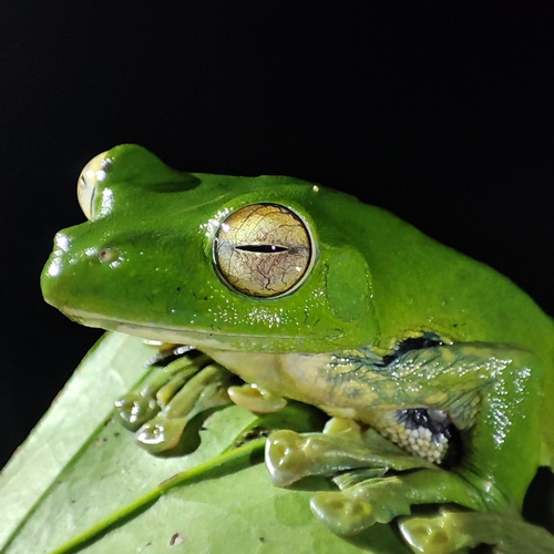 Helen’s Flying Treefrog, Rhacophorus helenae