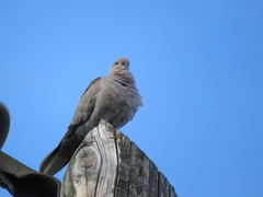 Streptopelia decaocto