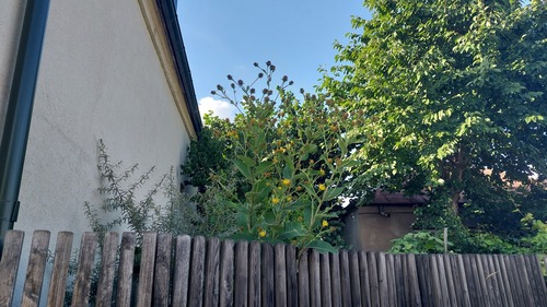 Inula helenium