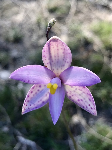 Spotted curly locks (Thelymitra maculata)