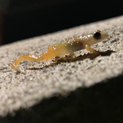 Diasporus
